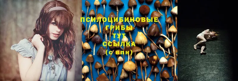 Галлюциногенные грибы MAGIC MUSHROOMS  цены наркотик  Луза 